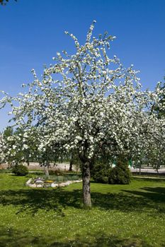 Blooming apple tree in a garden at springtime
