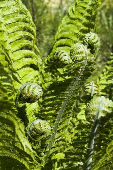 Green fern spiral at spring garden