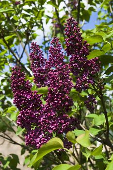 Purple flowers of lilac with leaves, fresh branches