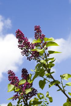 Purple flowers of lilac with leaves, fresh branches