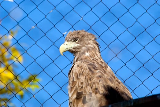 White-tailed (sea) eagle sits in a cage in a zoo on a background of blue sky