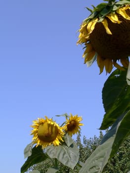 Sunflowers on sky background 
