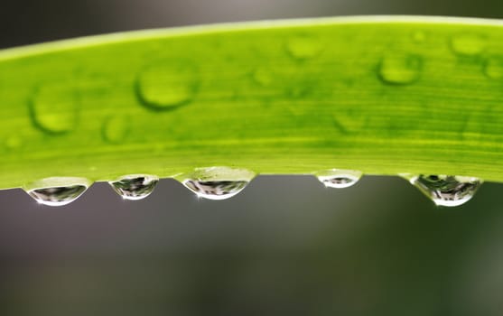 Green Leaf With Waterdrops, Nature Background, Shallow Depth Of Field