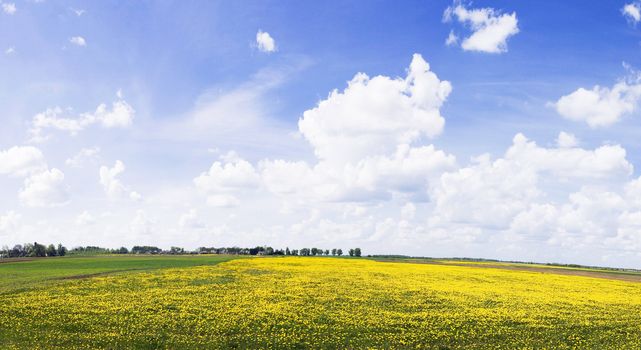 Panorama Lithuanian rural areas with blue sky and dandelion field