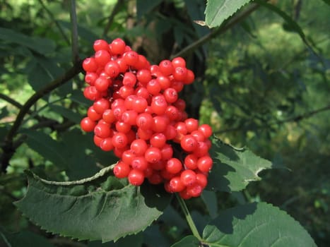 Red round berries on a green background