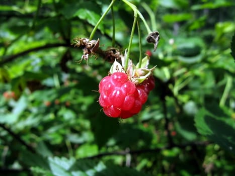 Ripe juicy raspberry on a background of forest