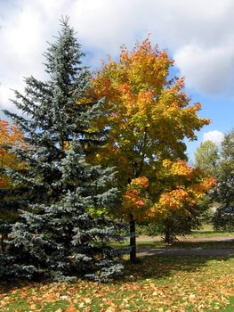 Yellow autumn tree is near the green fur-tree