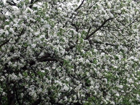 Blossoming apple-tree with a lot of white flowers
