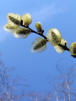 Cute blossoming branch on a background of blue sky