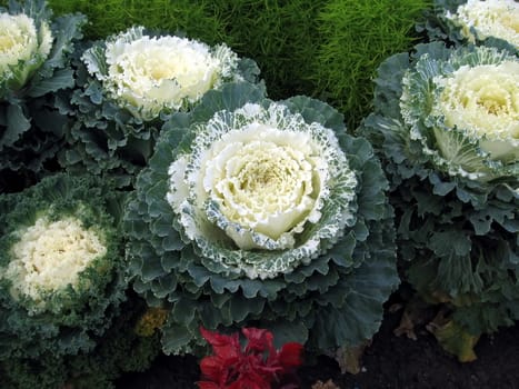 Unusual green decorative cabbage with white centre