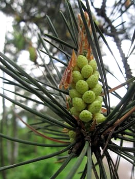 Single cone of the fur-tree around the needles