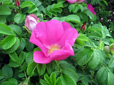 Pink dog-rose flowers on a background of green leaves