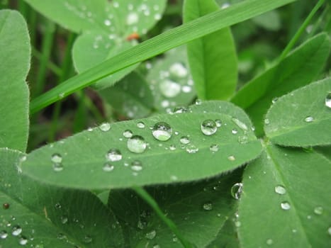 Green leaf with drops of water on it