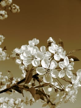 Blossoming cherry-tree on a background of sepia