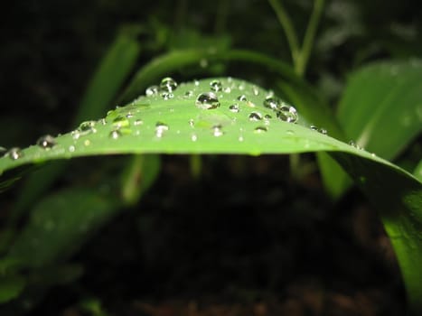 Green leaf of campanula with drops of water on it