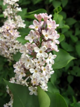 White lilac flowers on a background of green leaves
