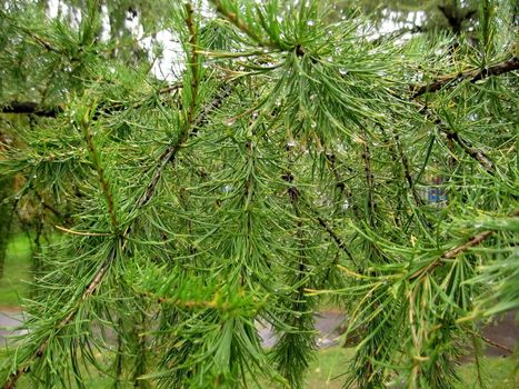 Green pine needles on a green background