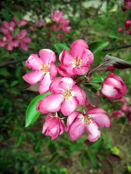 Pink flowers of apple-tree on a background of green leaves