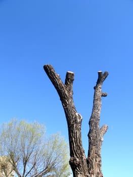 Trunk of poplar on a background of blue sky