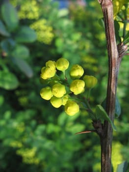 Yellow unusual buds on a background of green leaves