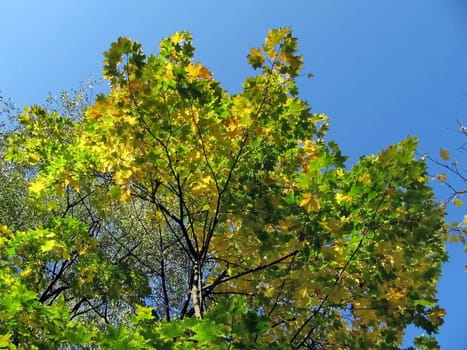 Yellow leaves of maple on a background of blue sky