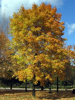 Yellow maple on a background of blue sky