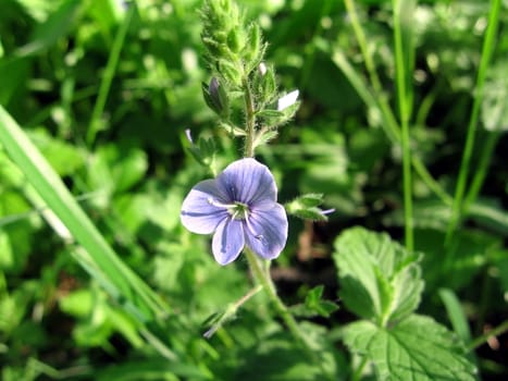 Modest blue flower on a background of green grass