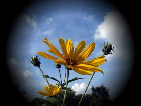 Yellow flower born up in the dark outside as the symbol of rising life