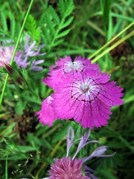 Modest cornflower on a background of green grass