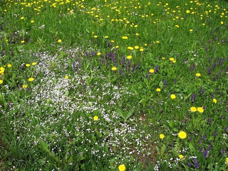 Colour field with a lot of various flowers