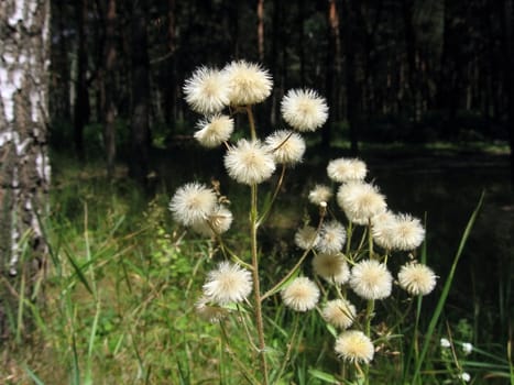 Cute fuzzy flowers on a background of forest landscape