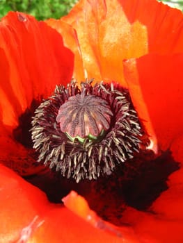 Large view of red poppy with stamens inside it