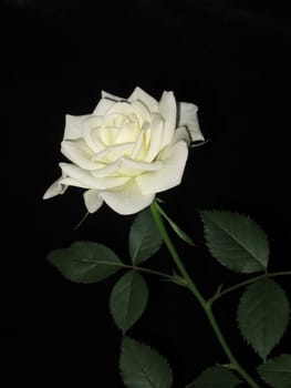 Very beautiful white rose on a background of black