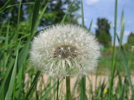 Single white dandelion on a background of green grass