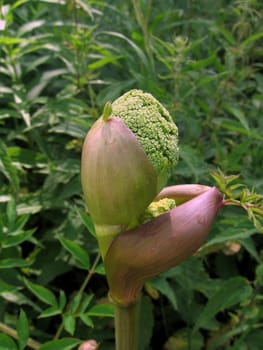 Unusual large green bud with thick stalk