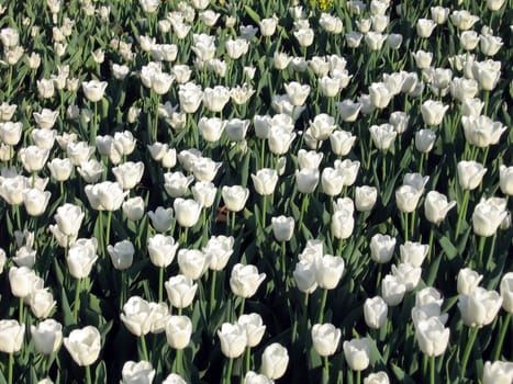 Background of various white tulips on the bed