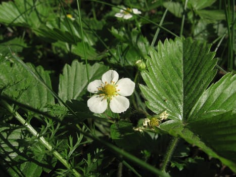 The flower of wild strawberry on a background of green leaves