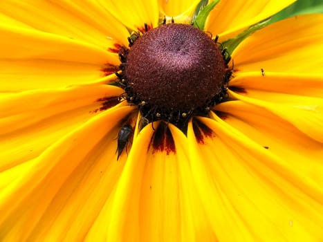 Large view of yellow flower with insect on it