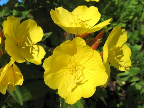 Sunny quartet of the yellow round flowers