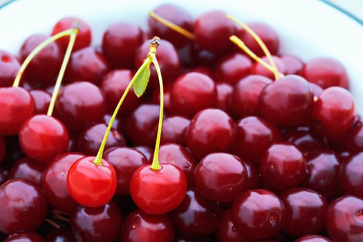 Heap of cherries with pair  of them in the front.