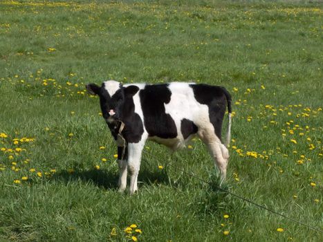 The black and white cow on a summer meadow 