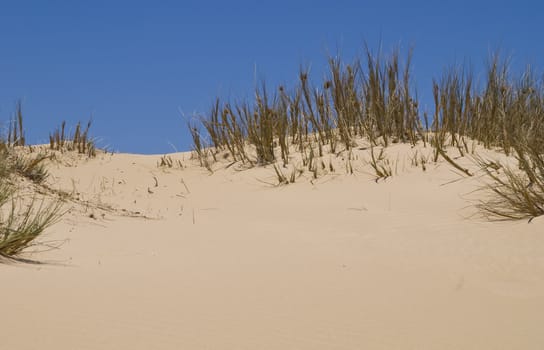 Sand dune against a blue sky in Western Australia.