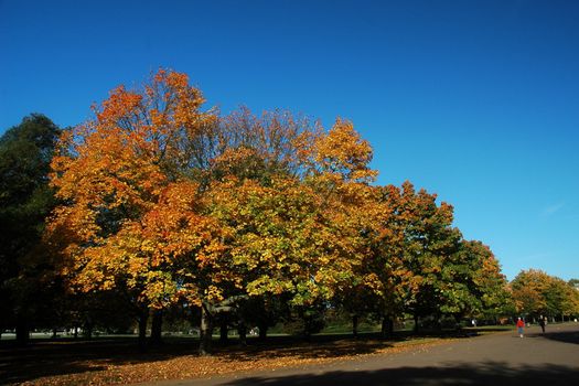 Autumn London park with blue sky, horizontally framed picture