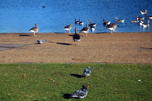 duck in a park with water, path and grass