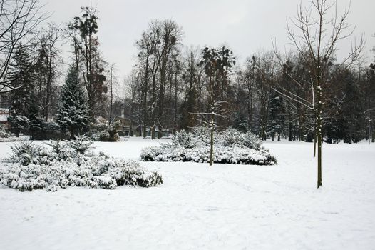 snowy karvina park, trees, bush, horizontally framed shot