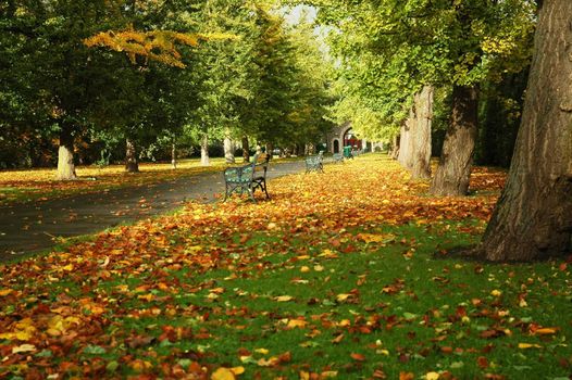 autumn cardiff park with bench, path, and leaves on the field