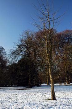 snowy cardiff park with tree and blue ski, vertically framed picture