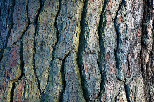 background of tree bark,  horizontally framed picture
