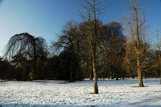 snowy cardiff park with tree and blue ski, horizontally framed picture