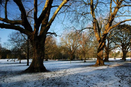 snowy cardiff park with tree and blue ski, horizontally framed picture